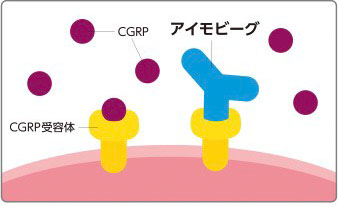 アイモビーグ投与時